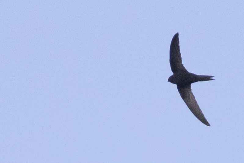 Pallid Swift